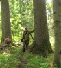 История заботы о лесных массивах: День кедра
